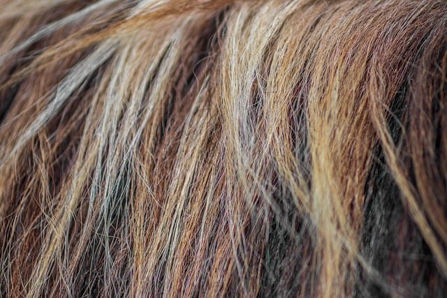 crescer cabelo